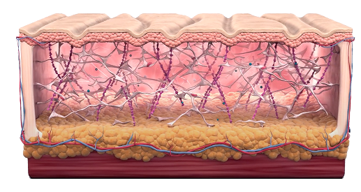 소프웨이브 시술 후 진피층 두께 증가 과정을 비교한 3D 피부 단면 이미지