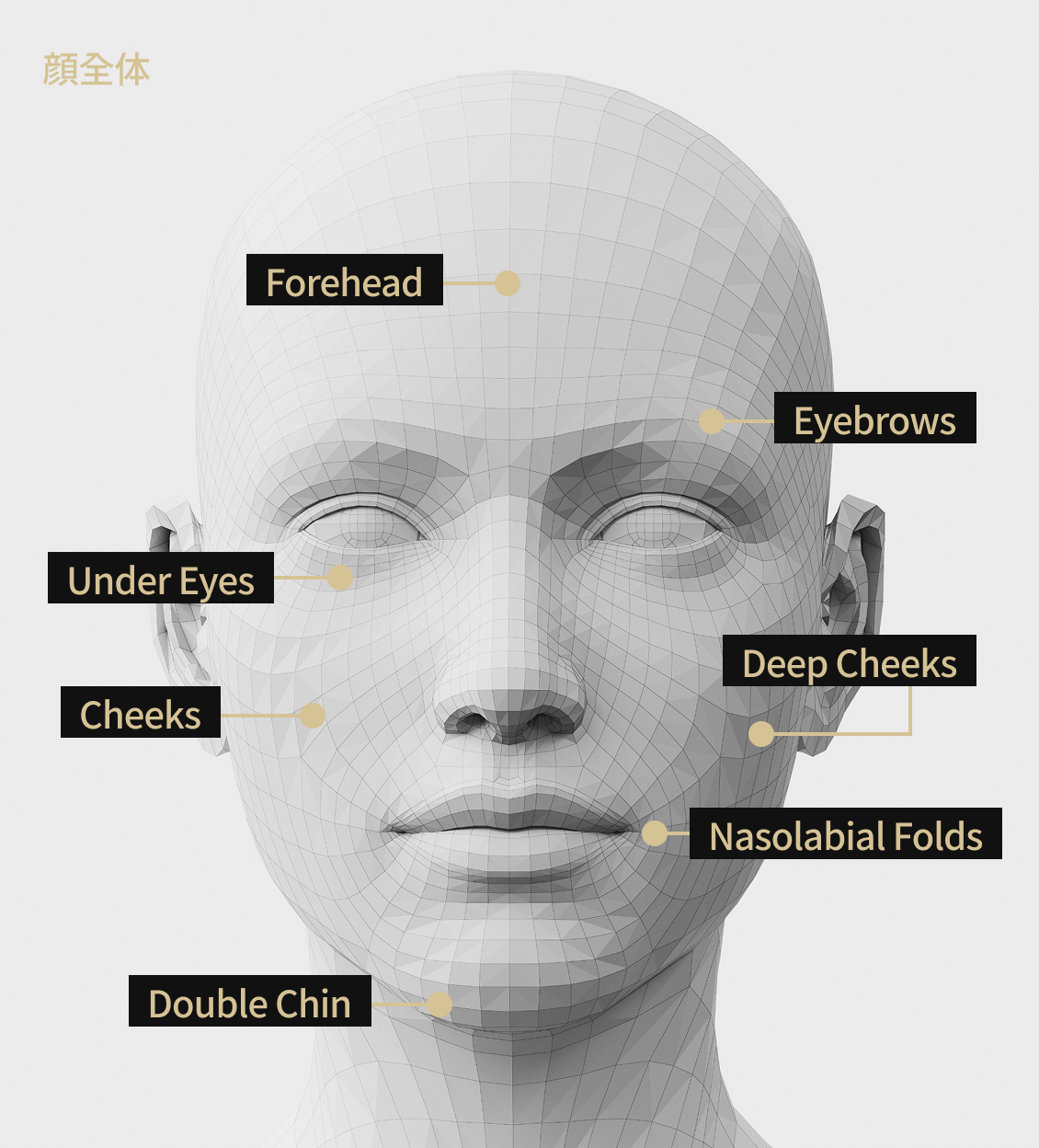 Face model image showing areas for V-shaped lifting, including the forehead, eyebrows, cheeks, nasolabial folds, double chin, under-eye area, and deep cheekbones.