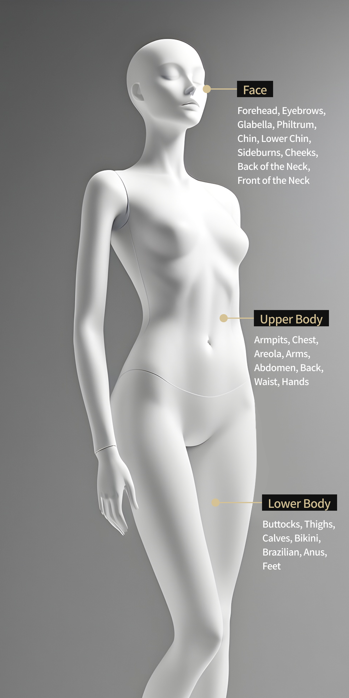 Body model image showing the areas treated with Apogee Plus, which allows full body hair removal.